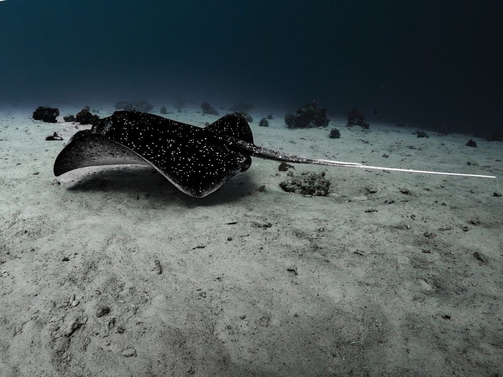 smelled, fishes, nature, water, sea, animal, underwater, underwater world, dive, red sea, reef, to travel, stingray, sea creatures, sea animal, creature