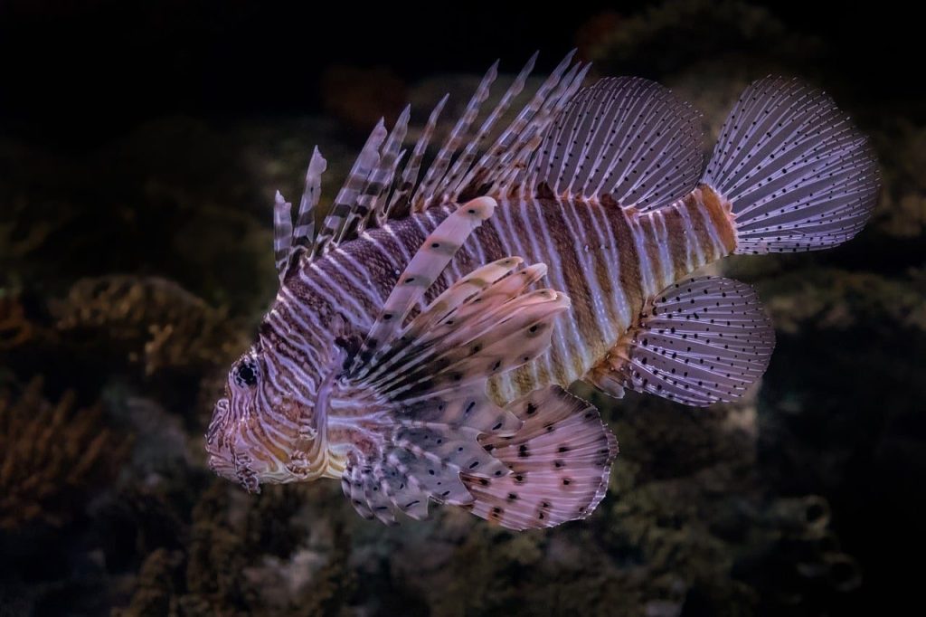 lionfish, underwater, marine life, reef fish, tropical fish, invasive species, ocean wildlife, coral reef, underwater photography, exotic fish, venomous spines, striped fish, sea life, aquatic animal, marine biodiversity, scuba diving, snorkeling, underwater close-up, nature, wildlife photography