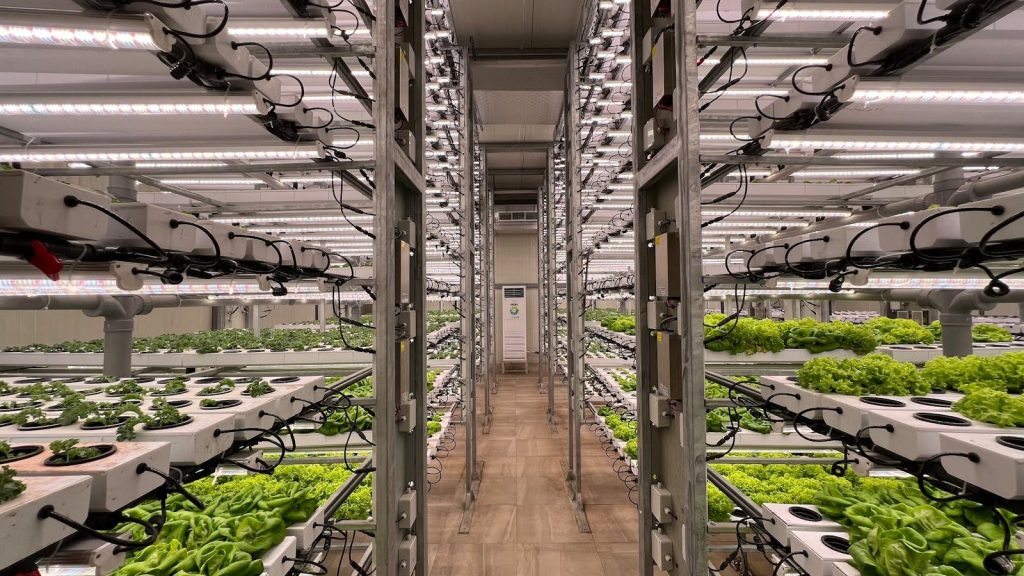 High-tech indoor hydroponic system for growing lettuce efficiently in a greenhouse setting.