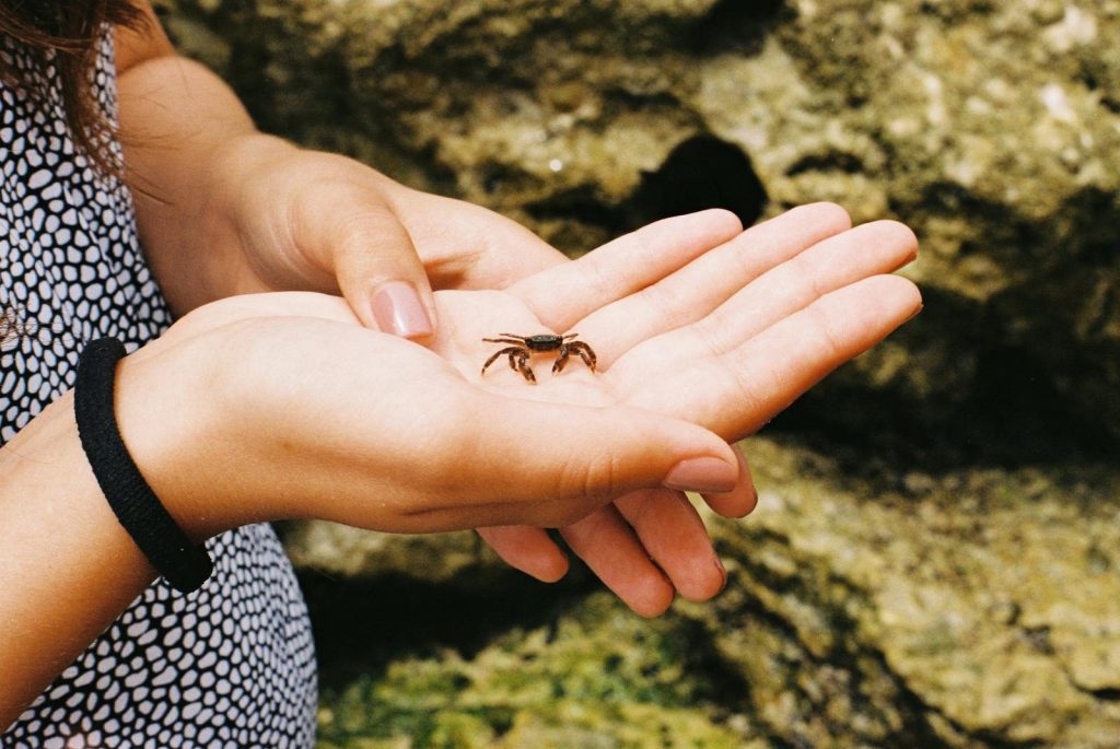 A person gently holds a tiny crab in their hands near a rocky beach setting.