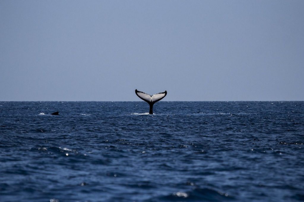 whale, humpback, humpback whale, ocean, mammal, sea, animal, marine, water, nature, watching, wildlife, life, tail, fin, wild, splash, underwater, travel, tourism