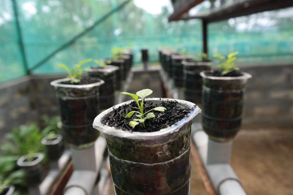 plant, hydroponic, nature, growth