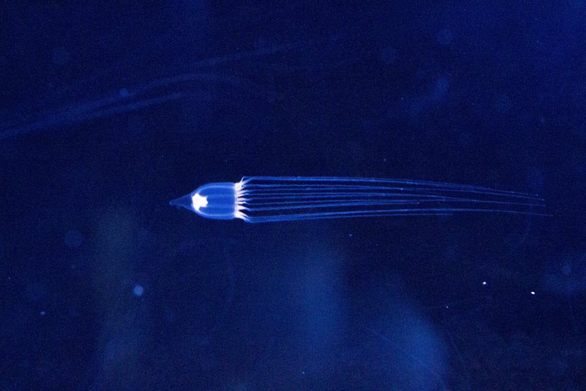 A mesmerizing jellyfish with tentacles gracefully floating in a deep blue underwater setting.