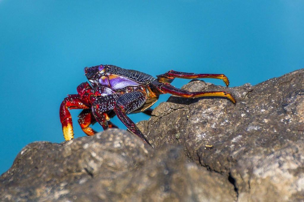 crab, rock crab, atlantic, sea creatures, coast, sea animals, wildlife, water, sea, nature, colorful crab, by the sea, crab, crab, crab, crab, crab