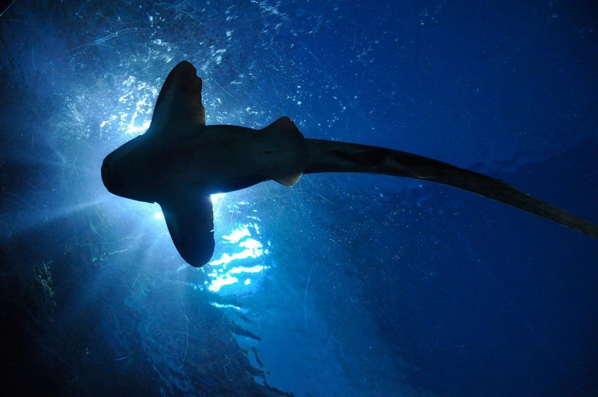 shark, fish, sea, ocean, underwater, aquarium, nature, marine life, sea life, ocean life, animal, wildlife, fauna
