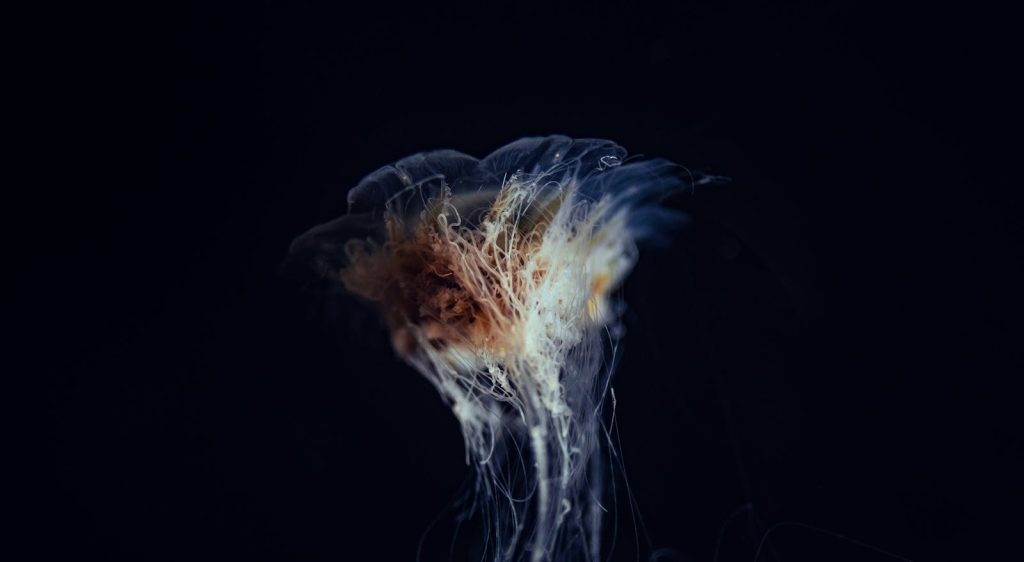 A mesmerizing close-up of a jellyfish floating gracefully in the dark ocean depths.