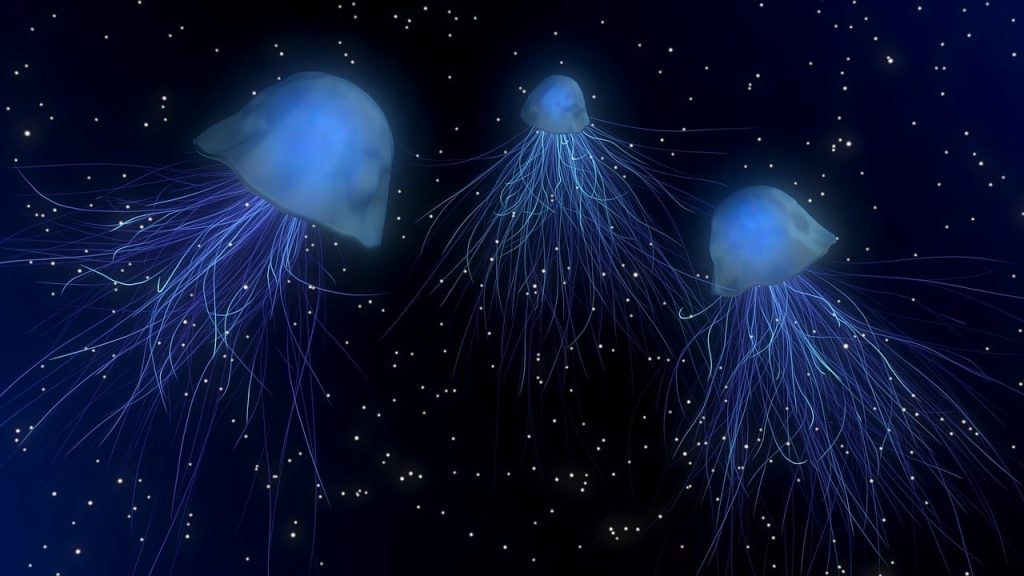 jellyfishes, sea jellies, deep sea, shining, mystical, 3d, nature, glowing, blender, animals, water creatures, tentacles, underwater