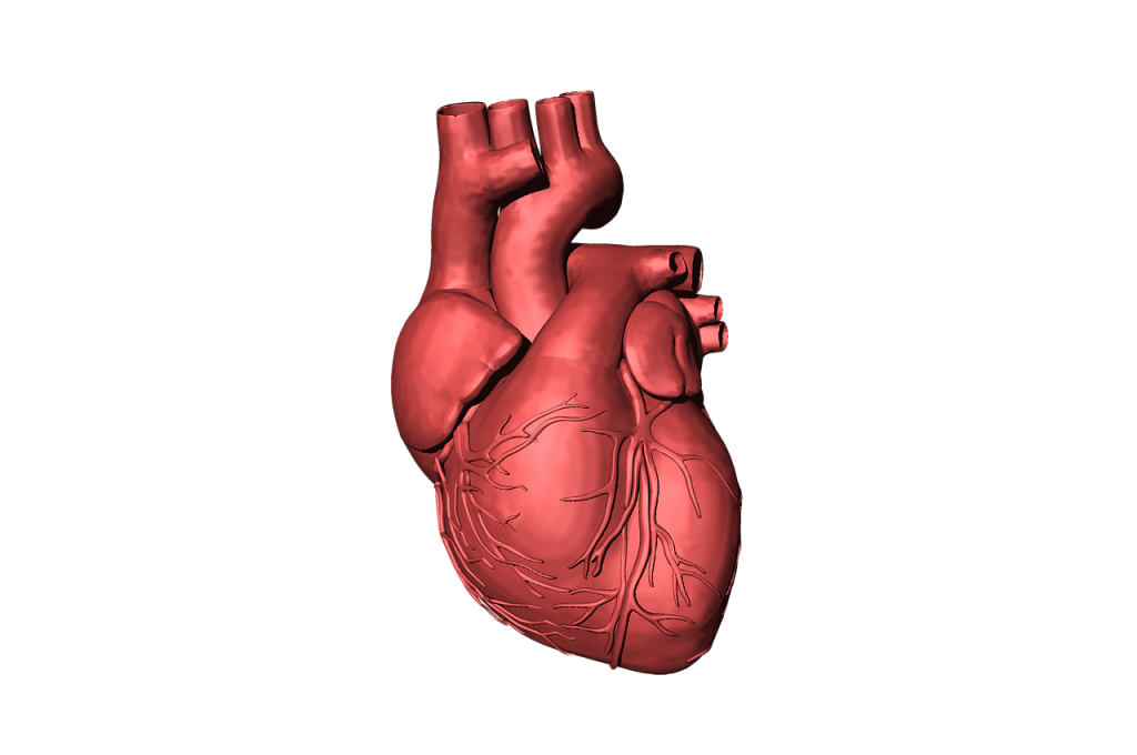heart, organ, human, beat, life