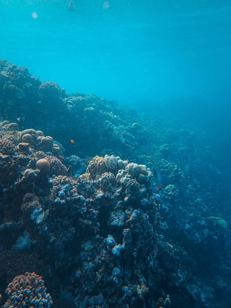 Explore the vibrant underwater world of tropical coral reefs in this clear ocean shot.
