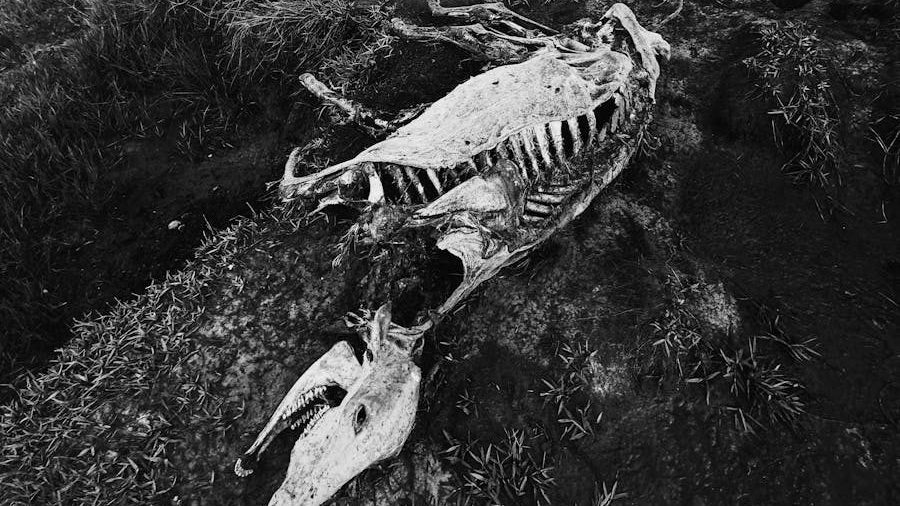 A haunting black and white photo of a horse skeleton in a natural wilderness setting.