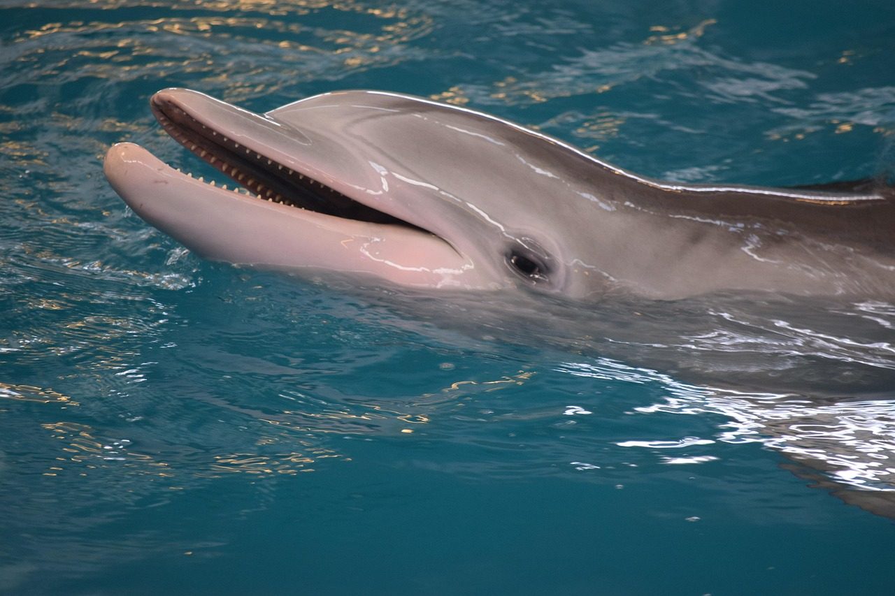 dolphin, nature, mammals, intelligent, sea, water