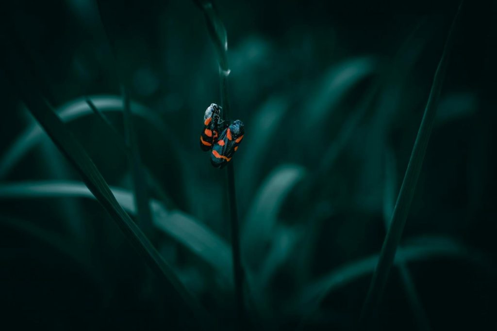 Close-up of a red and black beetle on grass in a moody summer garden setting.