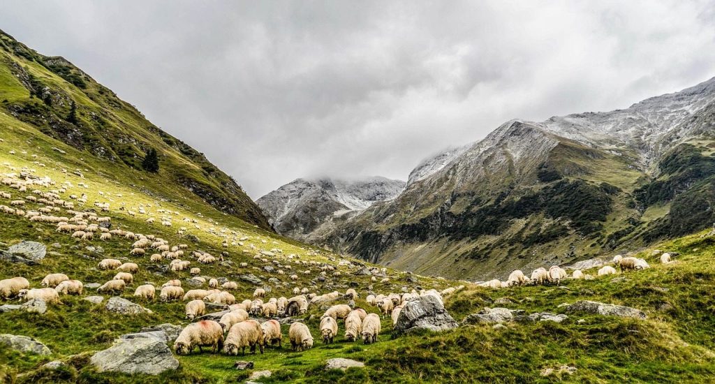 animals, grazing, sheep, flock, herd, highlands, mountains, pastures, meadows, livestock, grass, landscape, nature, outdoors, panoramic, scenic, cloudy, sheep, sheep, sheep, sheep, sheep