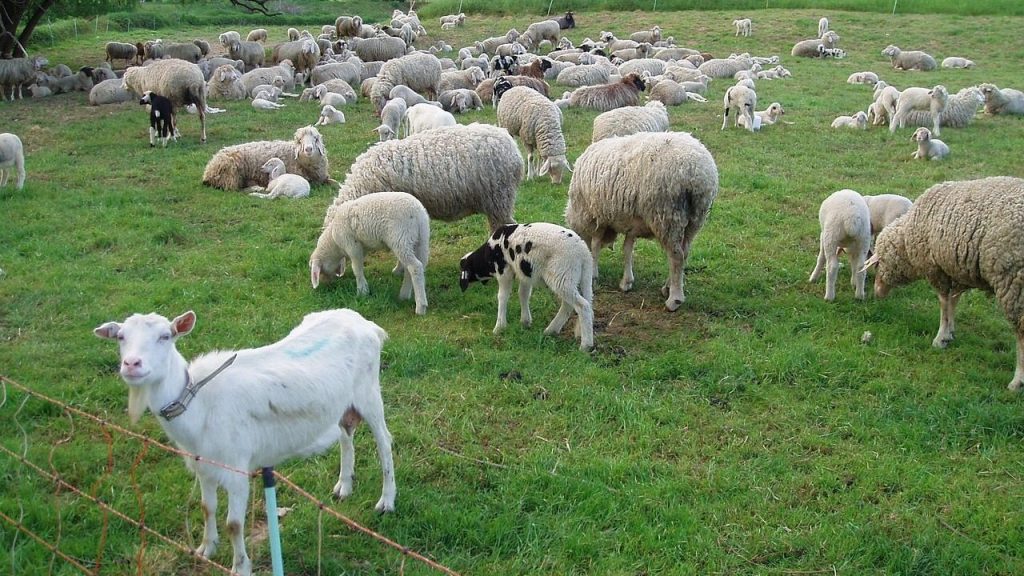 goat, animals, flock of sheep, nature, goat, goat, goat, goat, goat