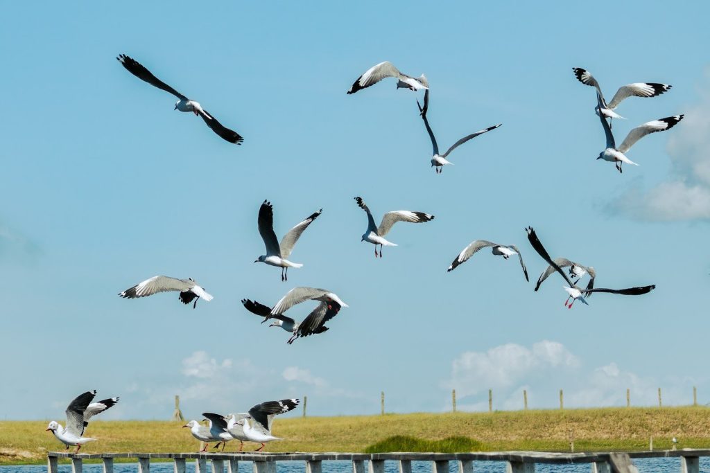 a flock of birds flying over a body of water