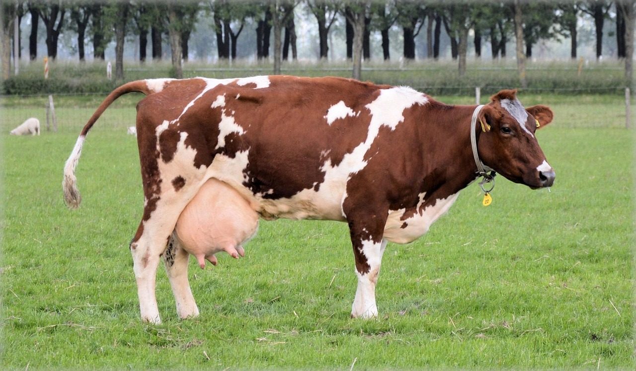 cow, farm, animal, cattle, milk, rural, farming, dairy, mammal, beef, field, domestic, countryside, natural, fresh, ranch, meadow, farmland, meat, nature, pasture, graze, green meat, green farm, green cow