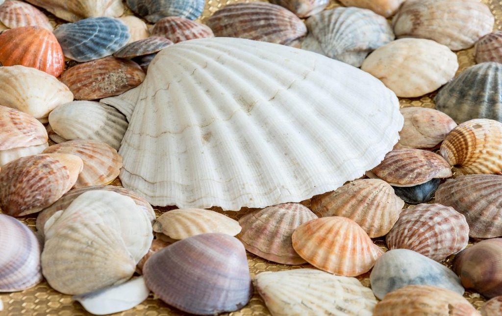 sea shells, shells, sea, sea shell, ocean, nature, seashell, summer, texture, pattern, brown sea, brown texture, brown summer, brown ocean, brown pattern, sea shells, sea shells, sea shells, sea shells, sea shells, shells, sea shell, seashell