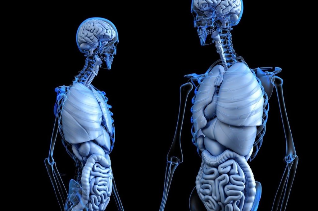 anatomical, anatomy, body, gut, health, human, medical, medicine, abdomen, abdominal, colon, digestion, digestive system, bone, chest, digesting, enteric, enteron, gastric, gastrointestinal, hepatic, liver, lung, male, man, organ, ribs, ribcage, skeleton, stomach, urinary, ventral, vesica, 3d, render, rendering, brain, dissection, internal, skull, black health, black brain, black medical, black medicine, black skull, black body, black human, anatomy, body, body, health, health, health, human, medical, medical, digestive system, liver, liver, skeleton, stomach, brain, brain, brain, brain, brain