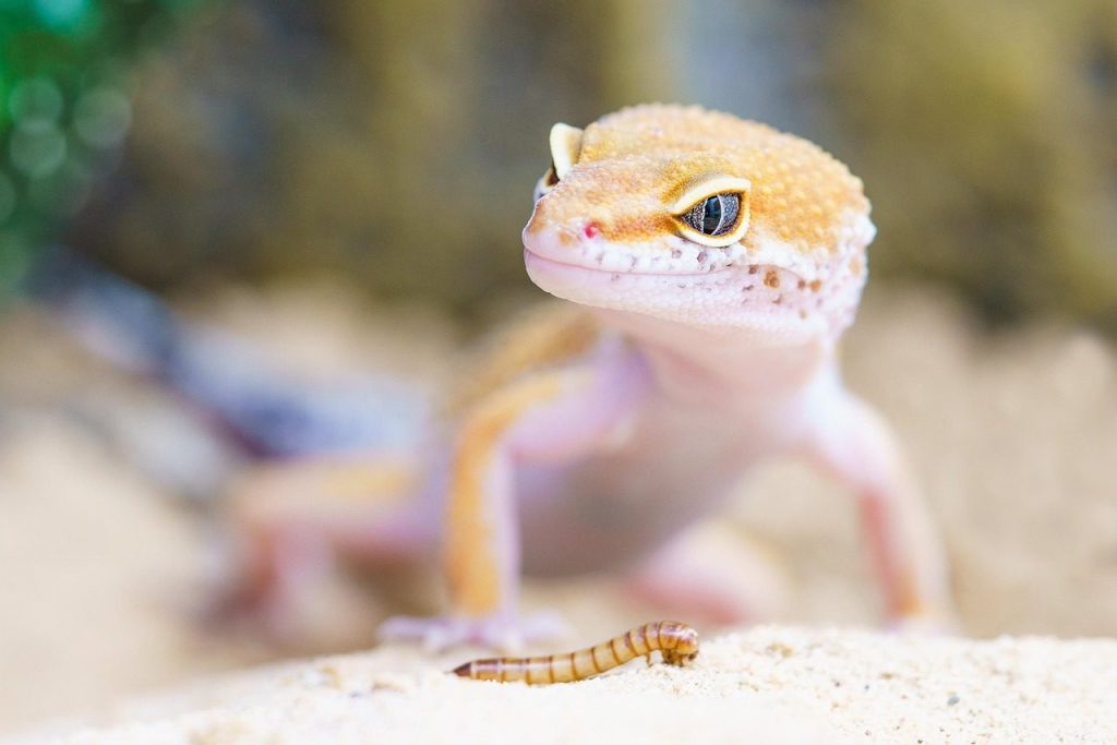 gecko, reptile, terrarium, lizard, scales, macro, worm, animal, wild animal, wildlife, nature, animal world, wildlife photography, close up, portrait