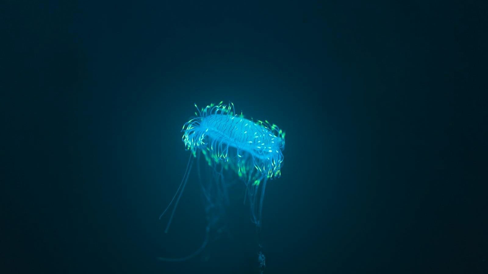 Captivating image of a glowing blue jellyfish in a dark, mysterious underwater setting.