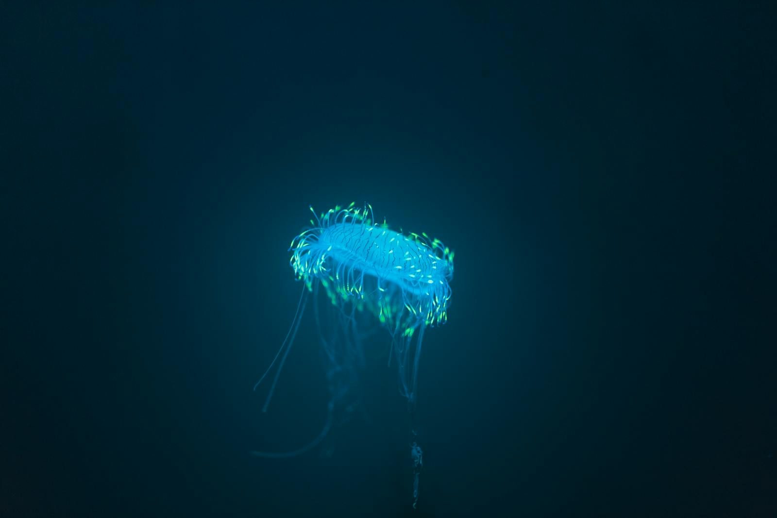 Captivating image of a glowing blue jellyfish in a dark, mysterious underwater setting.