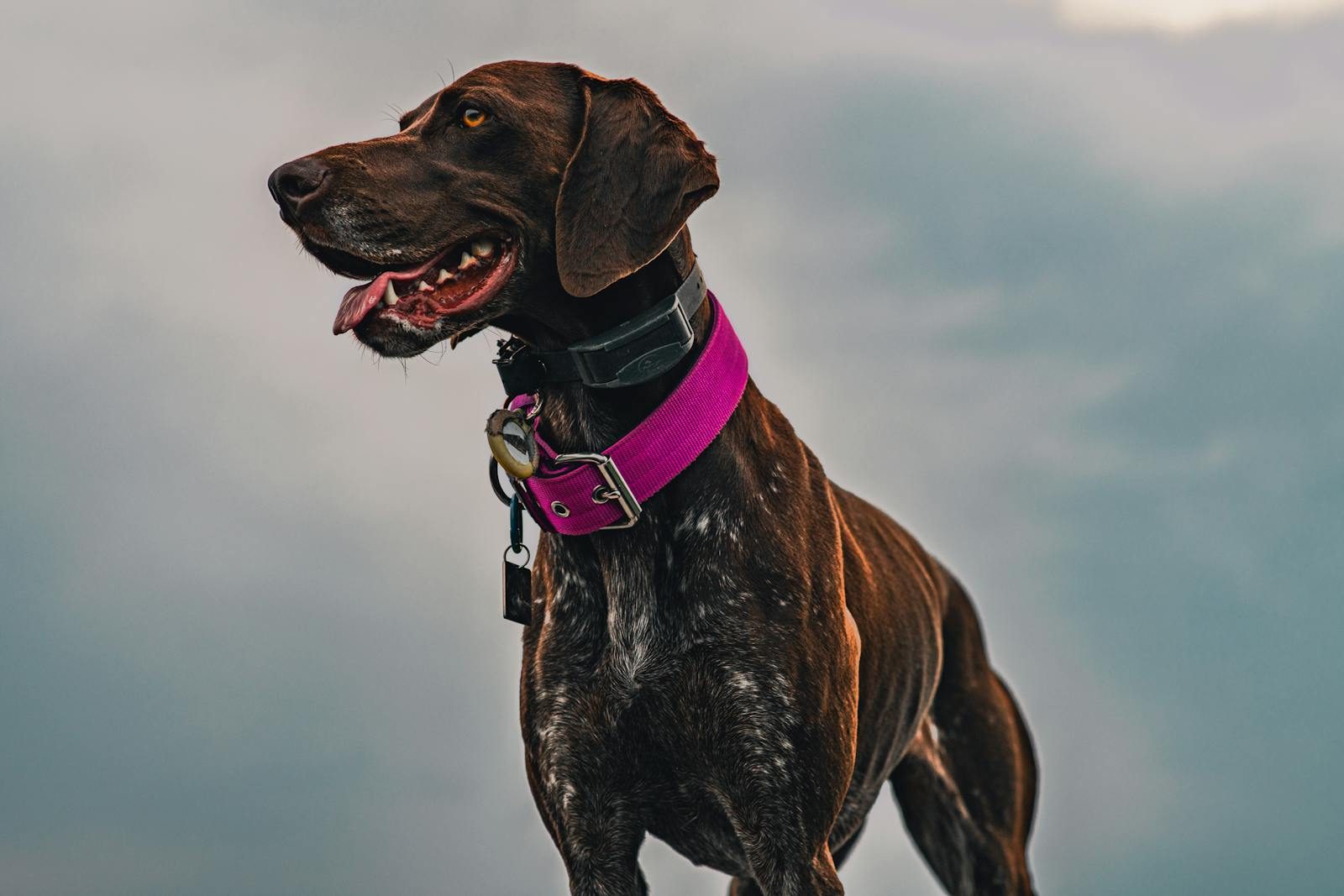 Portrait of a German Shorthaired Pointer with purple collar outdoors under a dramatic sky.