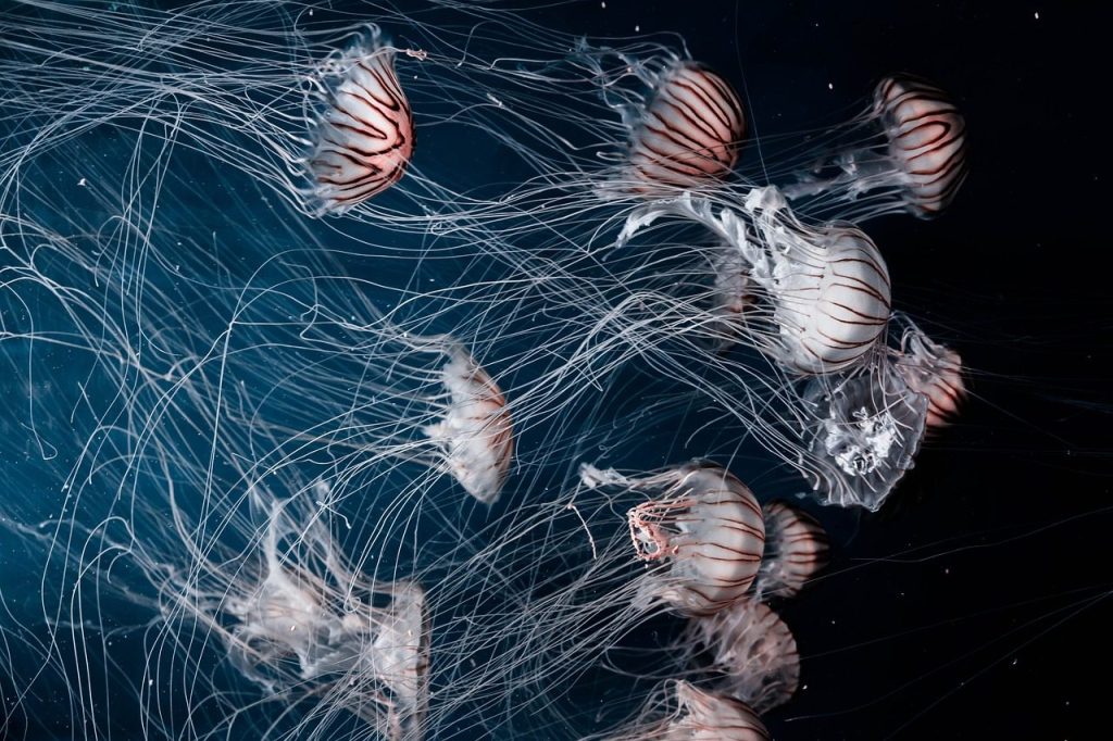 jellyfish, aquatic, animal, ocean, underwater, nature, dark, blue animals, blue dark