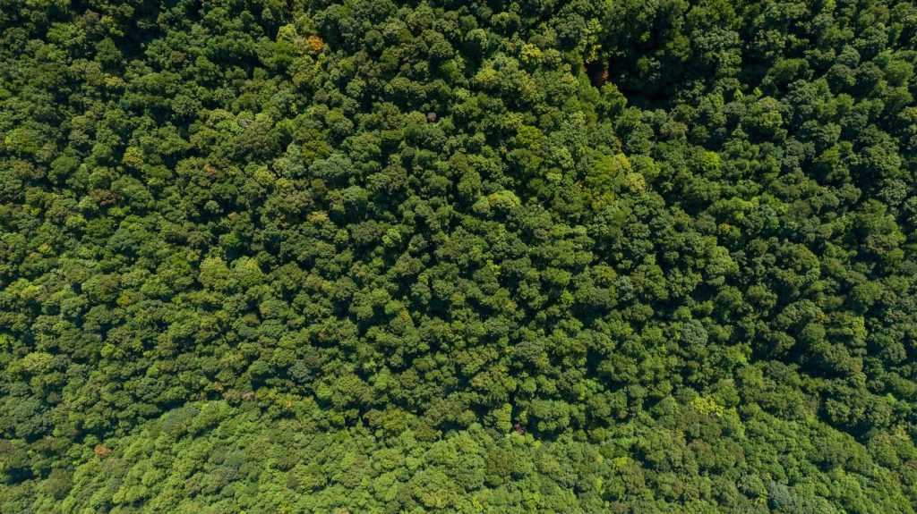 Drone photograph capturing the thick, vibrant green forest canopy from above, showcasing nature's density.