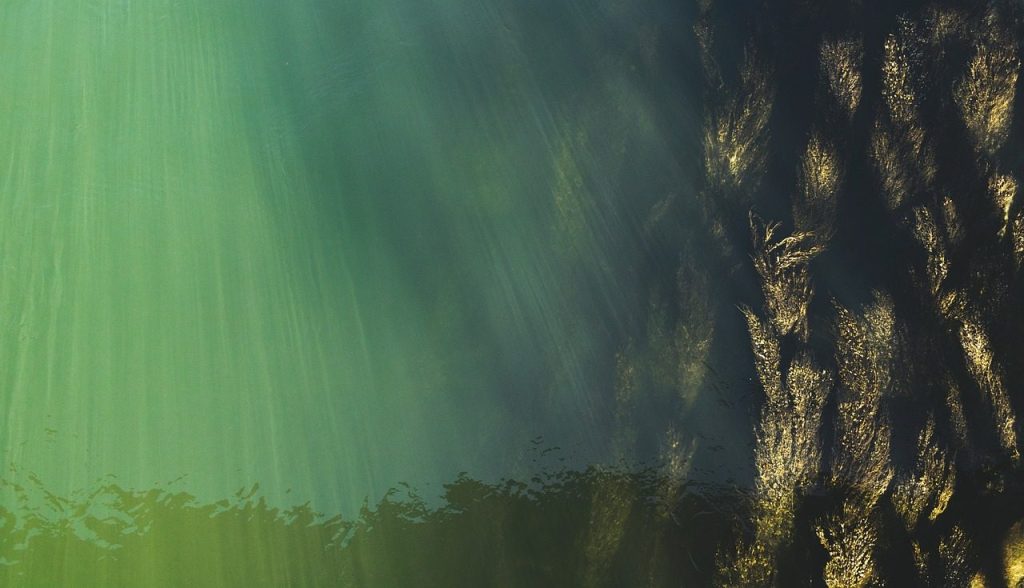 underwater, top view, water surface, seaweed, water grass, danube, underwater world, aerial view, nature, water, water level, flow