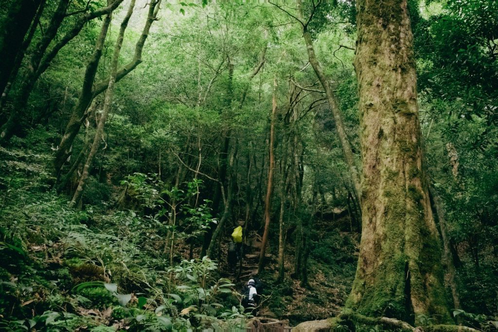 Hikers ascend a lush, dense forest trail.