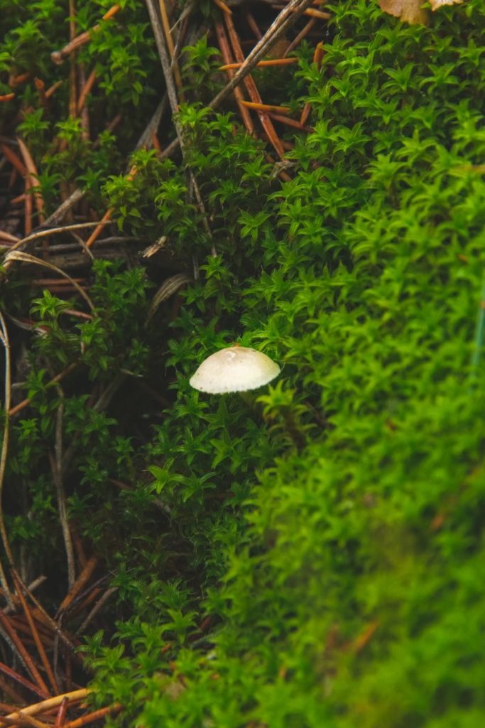 Detailed macro shot of a mushroom growing amidst lush green moss and pine needles.
