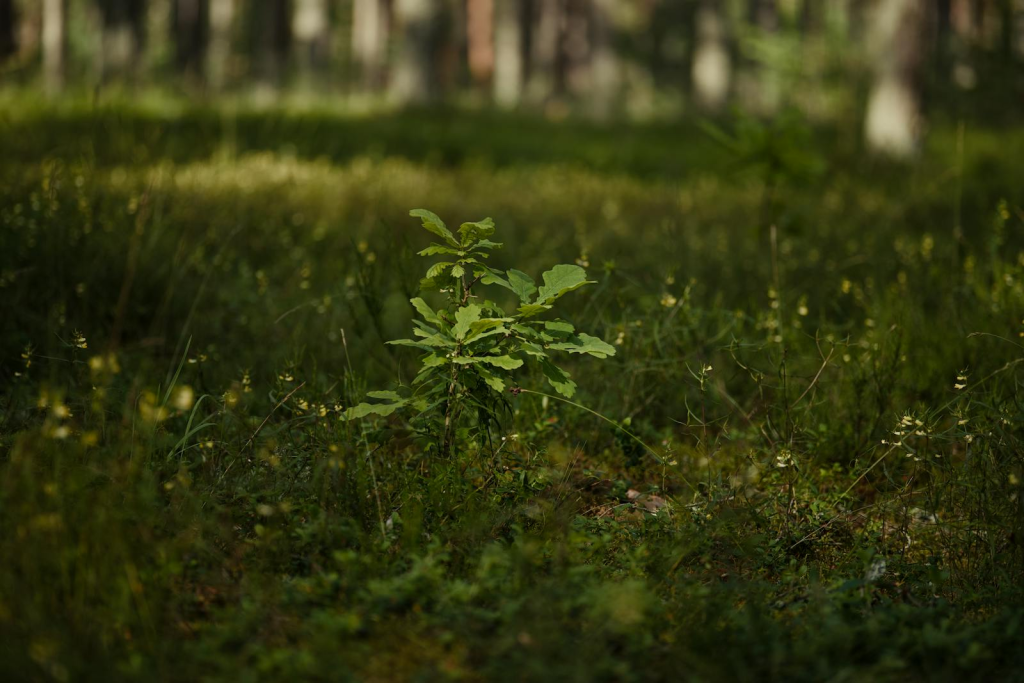 Vibrant young oak sapling thriving in lush green forest under dappled sunlight.
