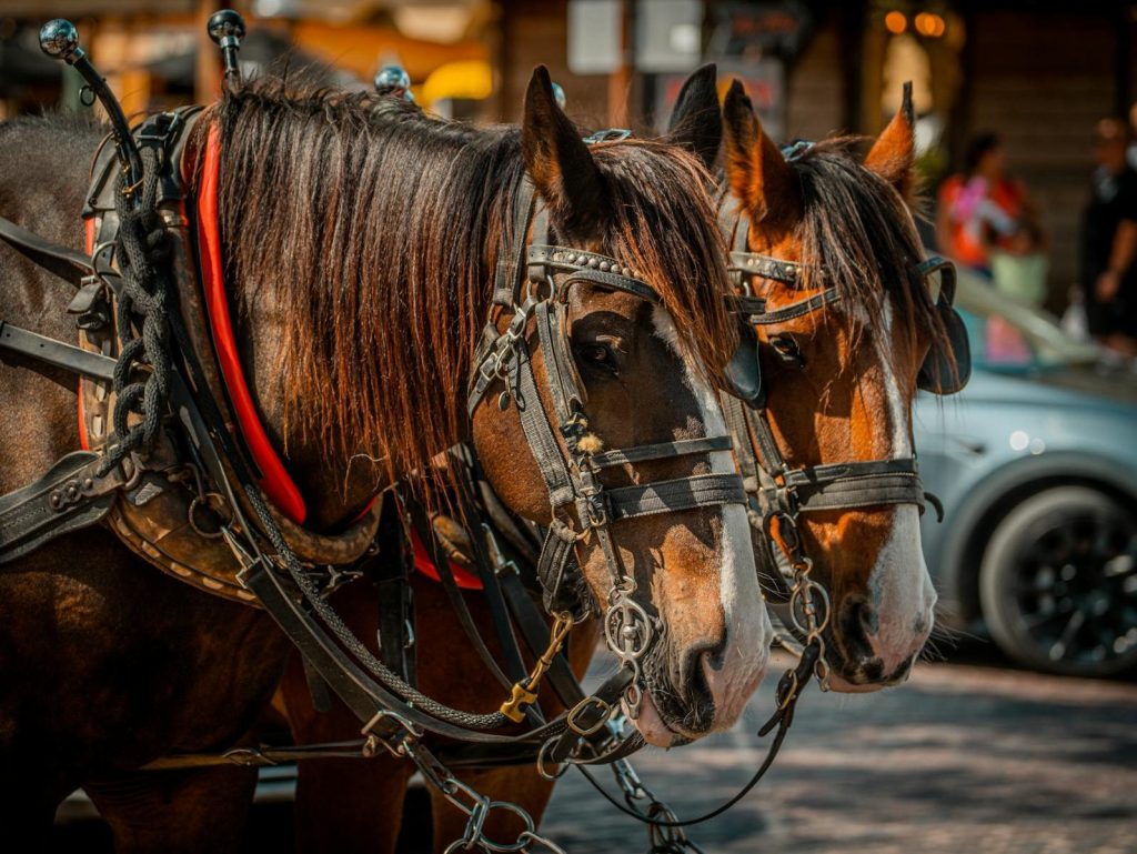 Two horses in harnesses ready for a carriage ride, showcasing equine teamwork.