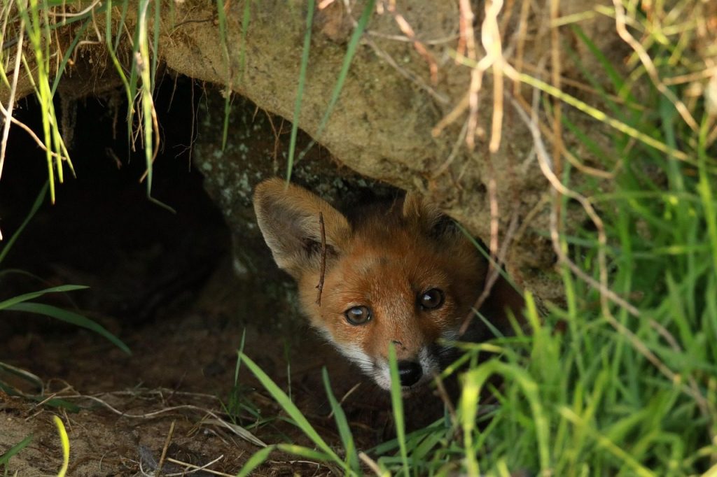 fox, puppy, evening atmosphere, curious, hello, cave, burrow, cute, forest animal, small, snub nose, redhead, fluffy, rare, careful, mammal, grass, nature, animal, wildlife, fox, fox, hello, burrow, burrow, burrow, burrow, burrow