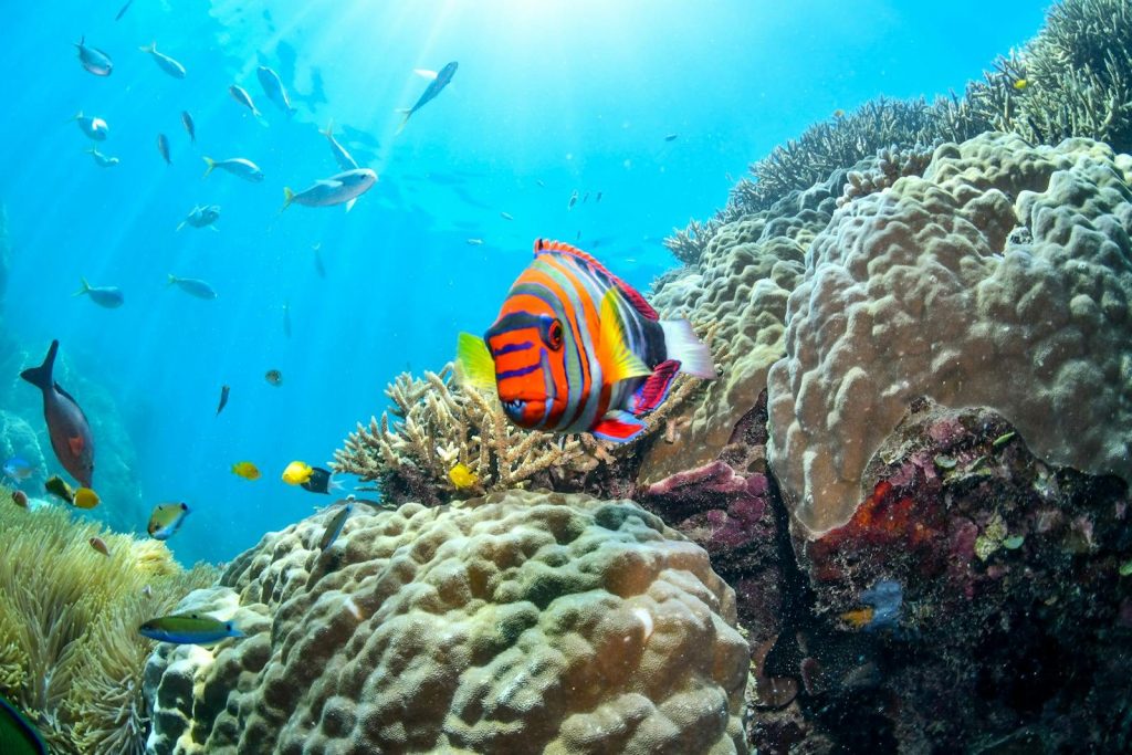 Colorful reef fish swimming among corals in Australia's clear waters.