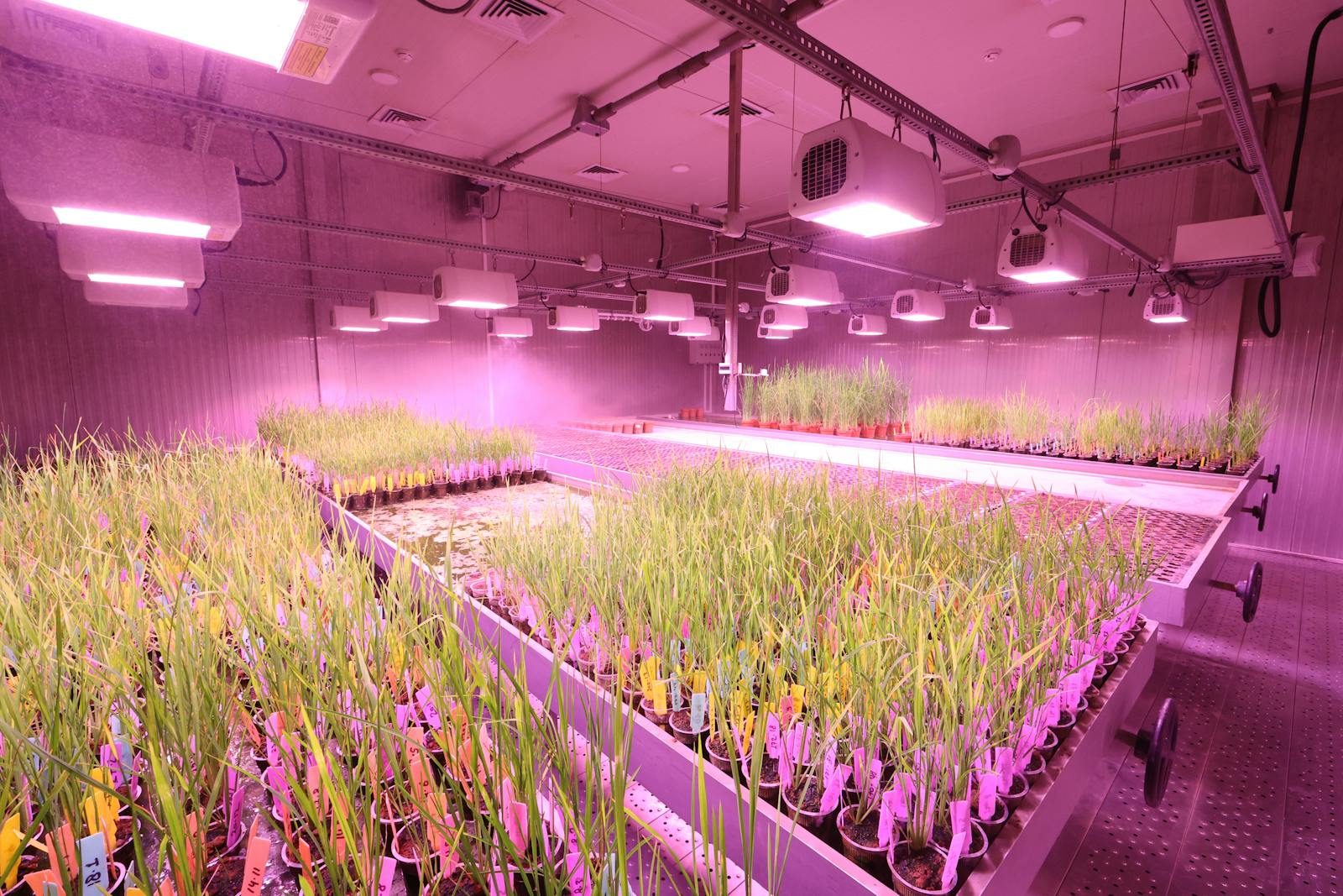 High-tech indoor plant laboratory using LED lights for research.