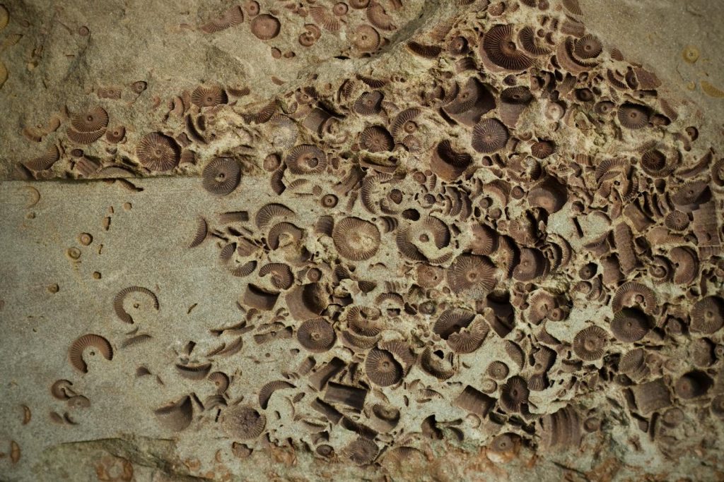 Detailed view of fossilized marine life embedded in rock, showcasing ancient history.