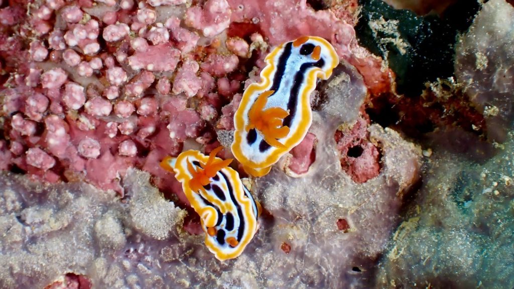Two vibrant nudibranchs, Chromodoris annae, on coral in the Philippines.