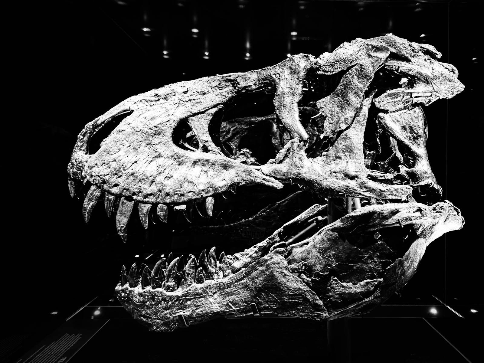 Black and white image of a T. Rex skull displayed in a museum setting.