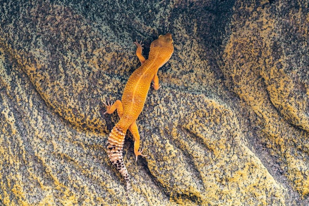 gecko, leopard gecko, climb, wall, reptile, leopard gecko, leopard gecko, leopard gecko, leopard gecko, leopard gecko
