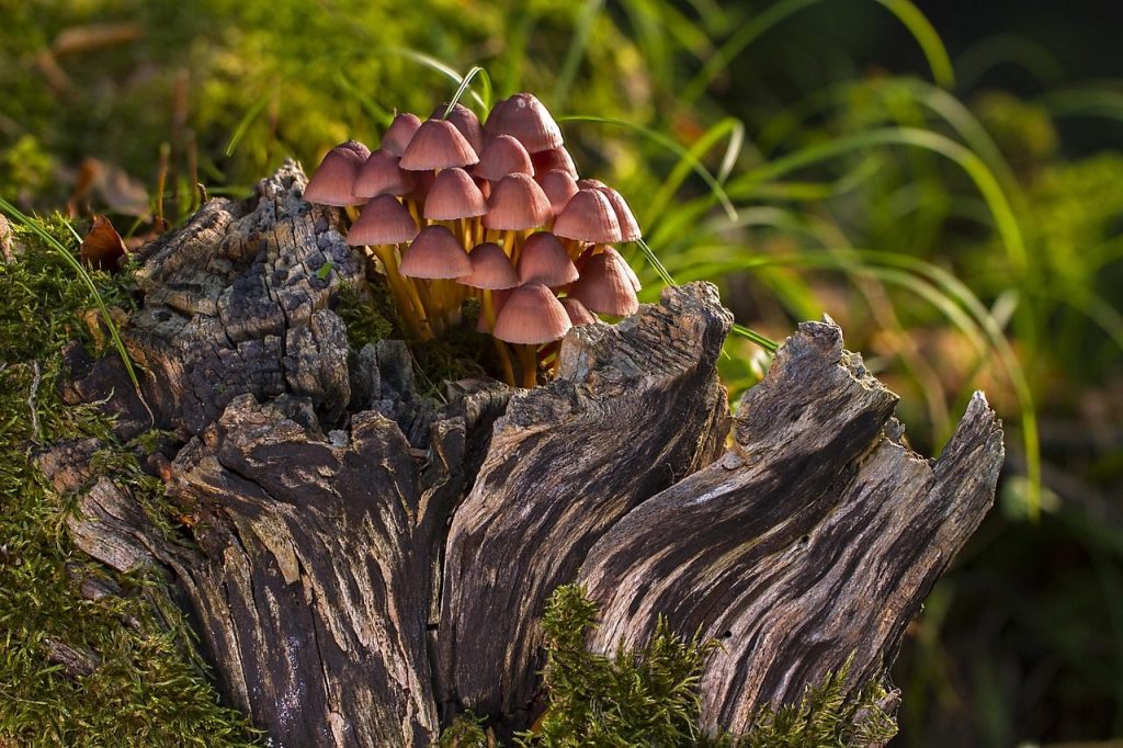 mushroom, mushrooms, sponge, moss, mini mushroom, agaric, screen fungus, forest mushrooms, mushroom, mushroom, mushrooms, mushrooms, mushrooms, mushrooms, mushrooms