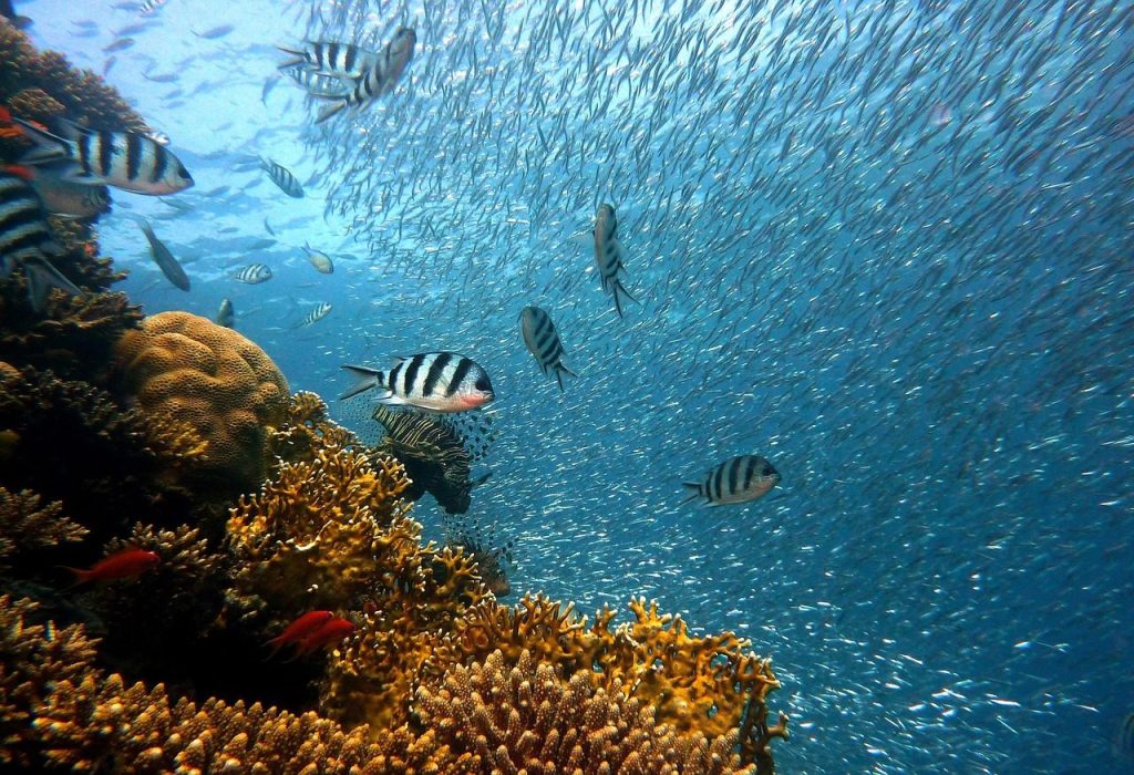 fish, nature, underwater, corals, sea, ocean, coral reef, school of fish, school, diving, water, underwater world, reef, water creatures