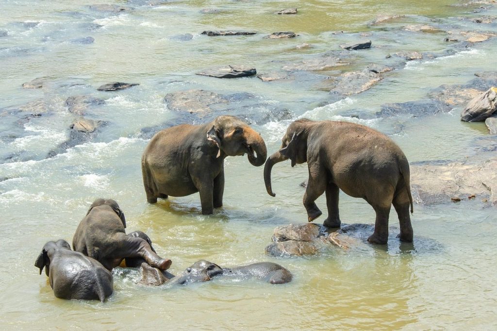 sri lankan elephant, elephant, nature, asian, wildlife, endangered, animal, mammal, sri lanka, swimming, bathing, playing