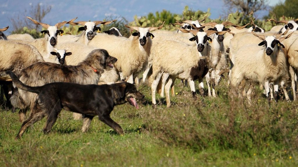 sheep, shepherds, shepherd, dog, flock of sheep, shepherd dog, pet, nature, animal, domestic animal