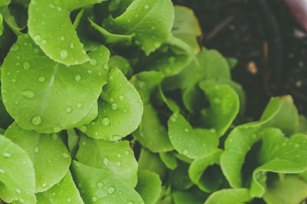 Fresh green lettuce leaves with water droplets, perfect for healthy lifestyle concepts.