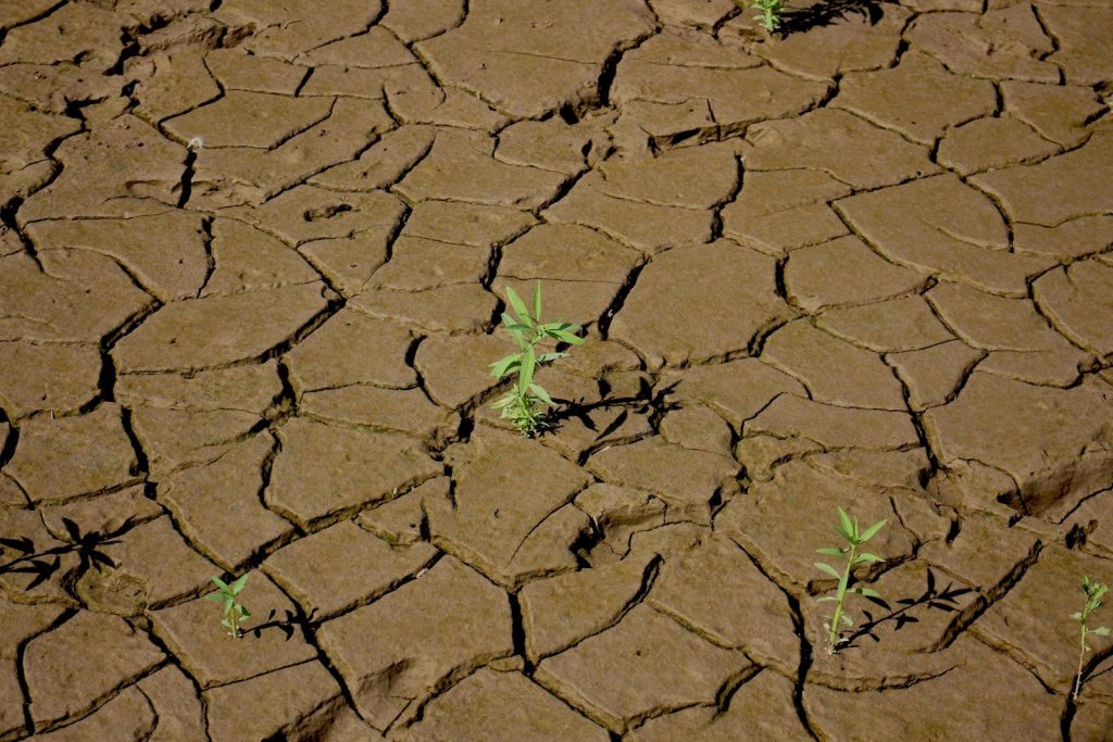 Cracked dry earth with small green plants growing.