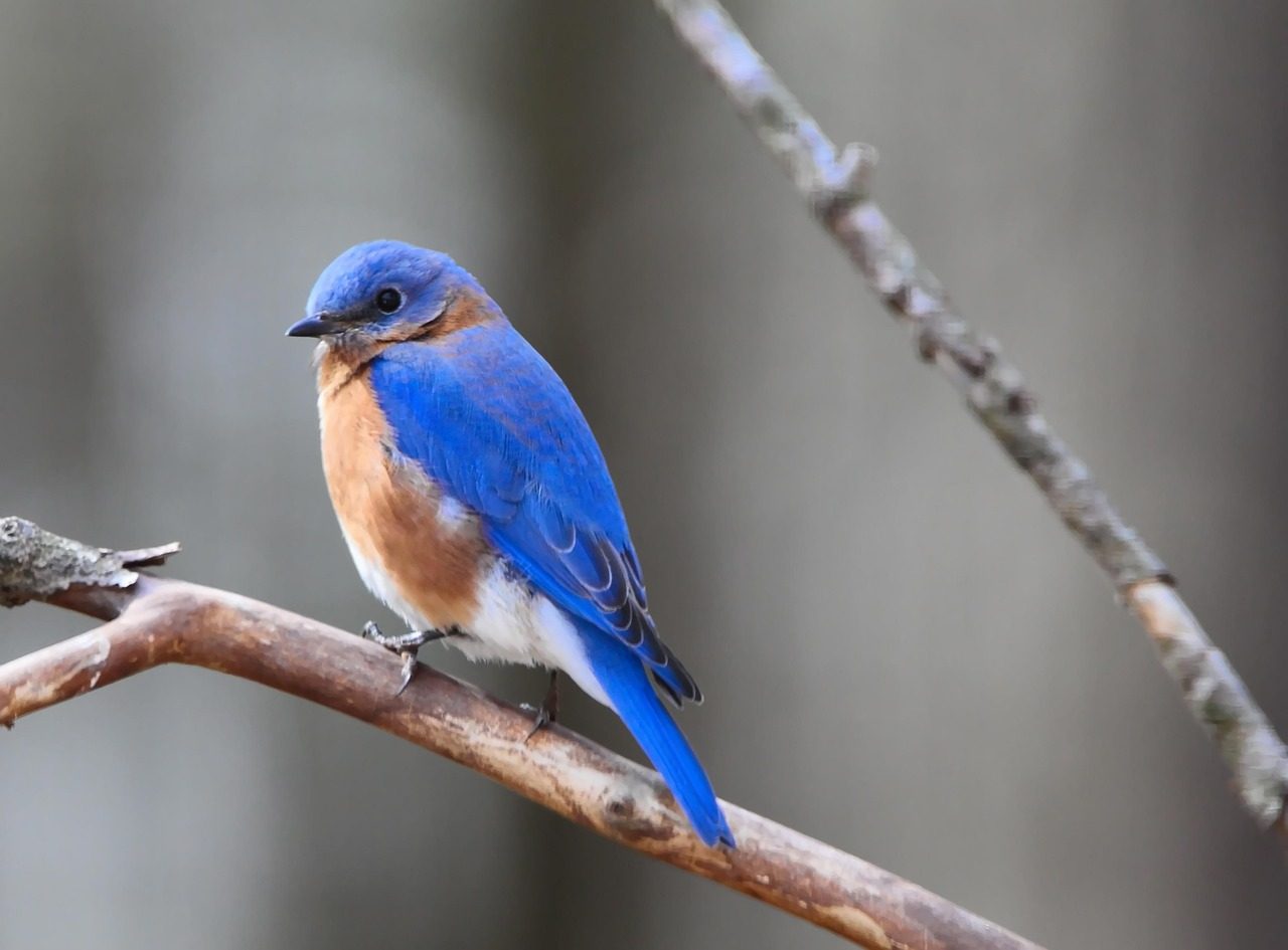 Why you’ll never see a bluebird in the wild – it’s actually an optical illusion.