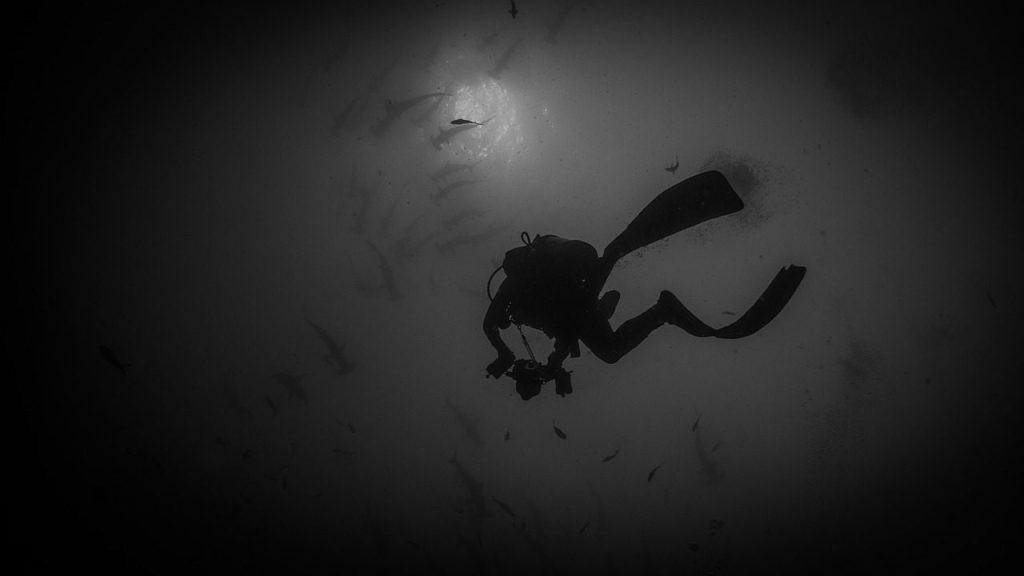 dive, diver, underwater, mystical, dive, diver, diver, diver, diver, diver, underwater, underwater, underwater, underwater, underwater