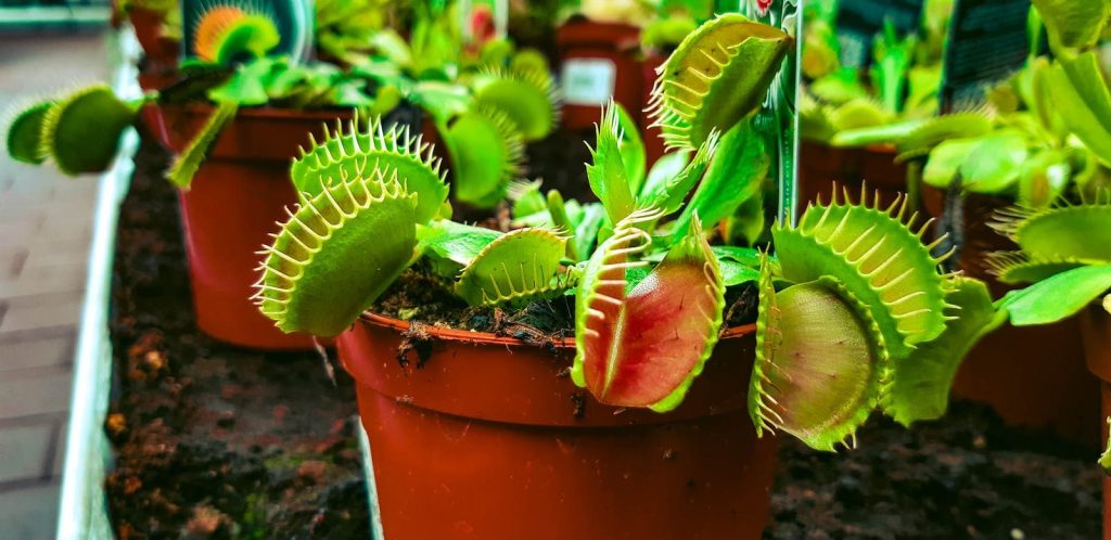 Detailed close-up of Venus Flytrap plants in a pot, showcasing vibrant green leaves.