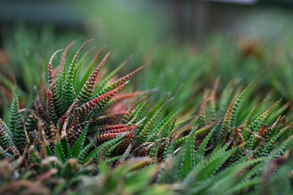 plant, hd wallpaper, floral background, desktop backgrounds, beautiful wallpaper, succulent, free background, green, background, windows wallpaper, nature, macro, laptop wallpaper, close up, 4k wallpaper 1920x1080, full hd wallpaper, mac wallpaper, botany, cool backgrounds, wallpaper 4k, free wallpaper, 4k wallpaper, wallpaper hd, haworthia fasciata, zebra haworthie